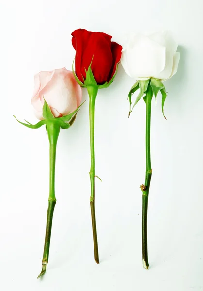 Цвета роз — стоковое фото