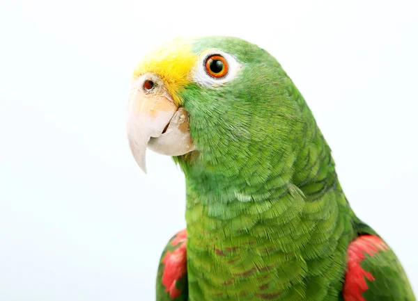 stock image Parrot