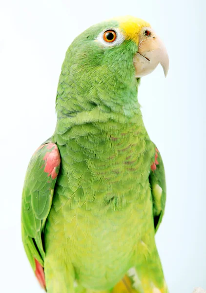 Папуга — стокове фото