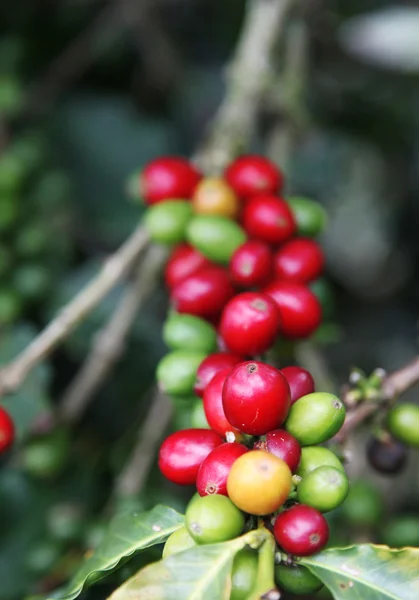 stock image Coffee