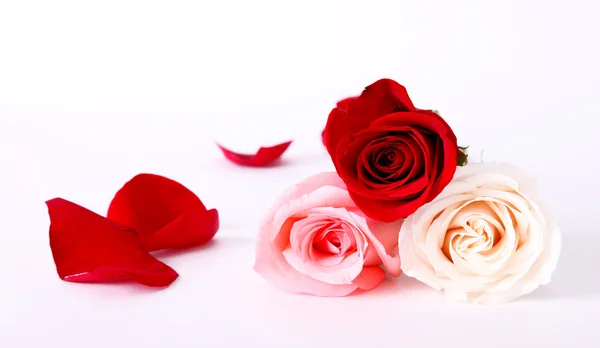 Růže Stock Snímky