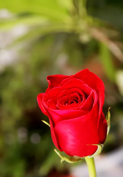 Rosa blomma Royaltyfria Stockbilder