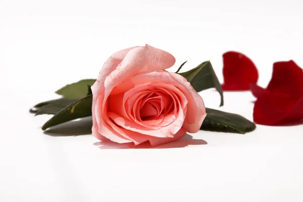 Rosa e petali Immagine Stock