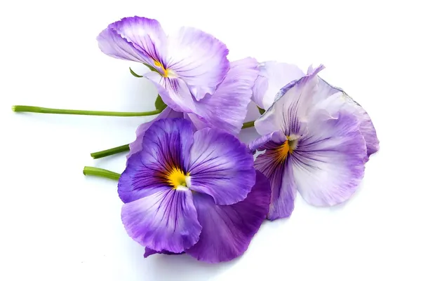 Весенние фиолетовые пансии на белом — стоковое фото