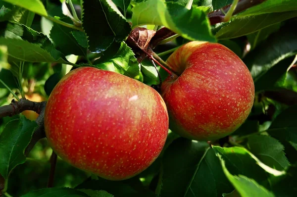 Two apples on tree — Stock Photo, Image