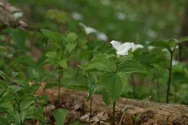 Beyaz trilliums