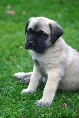 Baby English Mastiff clipart