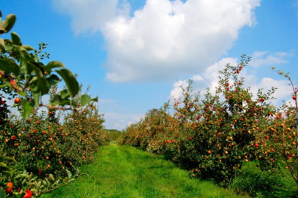 Hermoso huerto de manzana — Foto de Stock