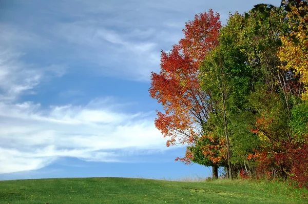 Kolor liści jesienią — Zdjęcie stockowe