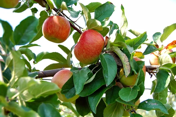 Apple Orchard — Stock Photo, Image