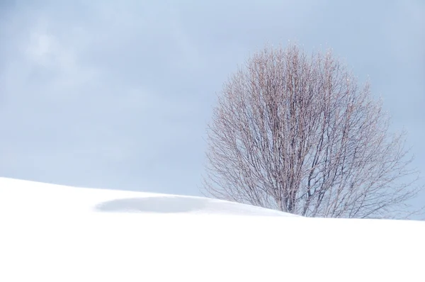 Zimní sníh — Stock fotografie
