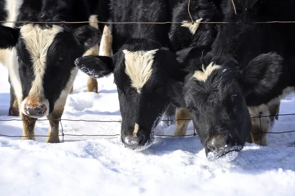 Koeien in de sneeuw op de melkveehouderij Stockfoto