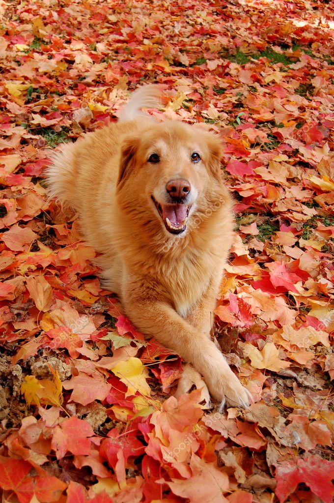 Golden Retriever in Autumn — Stock Photo © kiyyah #2339472