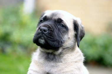 English Mastiff Portrait clipart