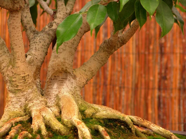 Bonsai Tree — Stock Photo, Image