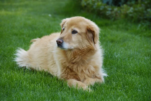 Pies w trawie — Zdjęcie stockowe