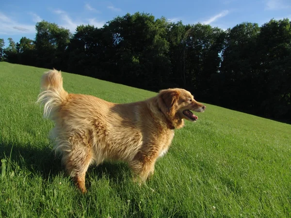 Perro en hierba — Foto de Stock