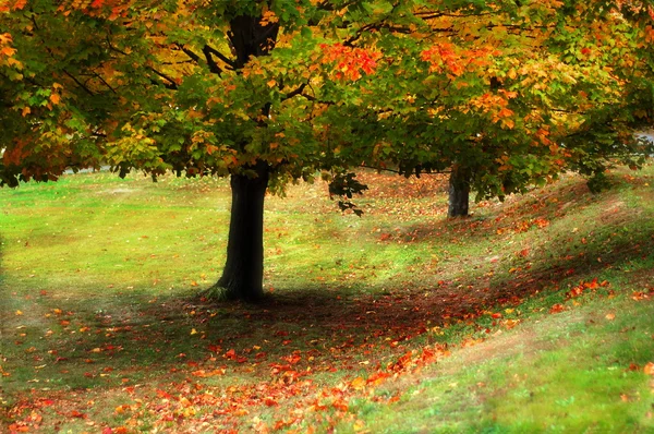 Jesienne liście na drzewie — Zdjęcie stockowe