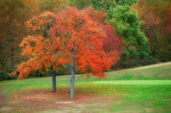Hojas coloridas de otoño —  Fotos de Stock