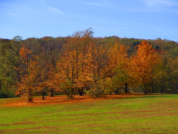 Podzimní barevné stromy — Stock fotografie