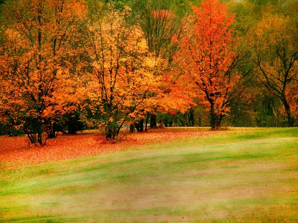 Πολύχρωμο φθινόπωρο δέντρα — Φωτογραφία Αρχείου