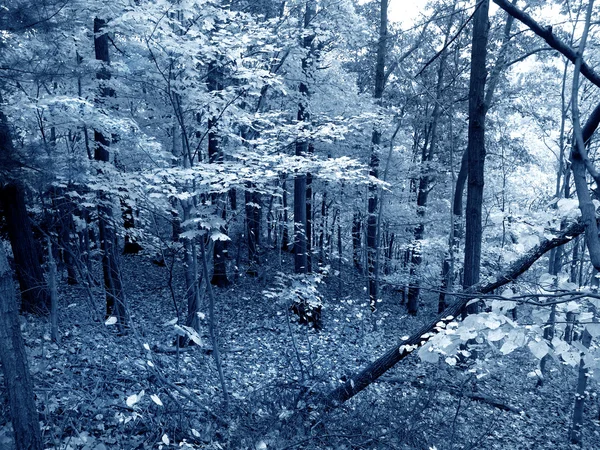 蓝森林 — 图库照片