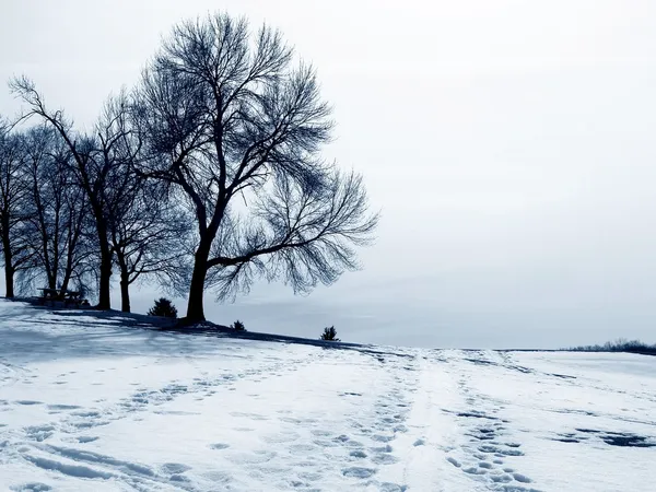 stock image Snow Landscape