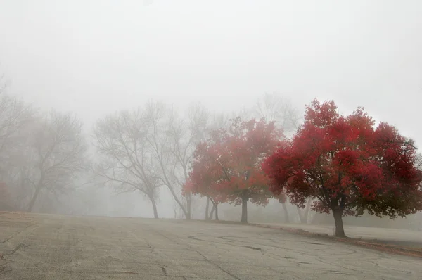 Туманний ранковий осінь — стокове фото