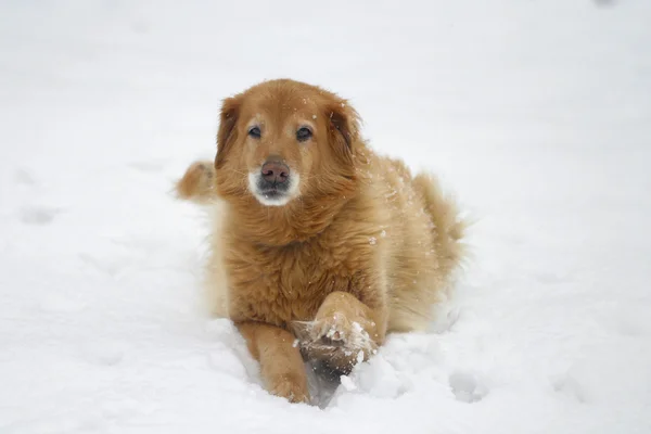 Σκύλος στο χιόνι — Φωτογραφία Αρχείου