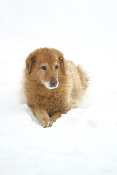 Hond in de sneeuw — Stockfoto