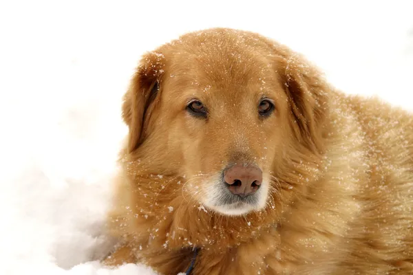 Снежная собака — стоковое фото