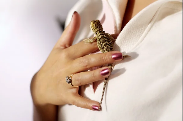 stock image Pet Lizard