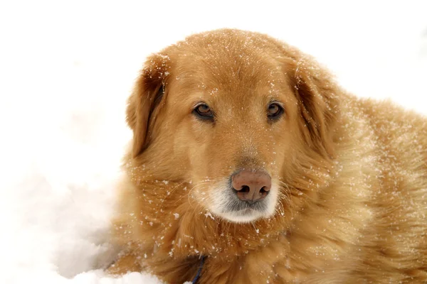 Sneeuw hond Stockfoto