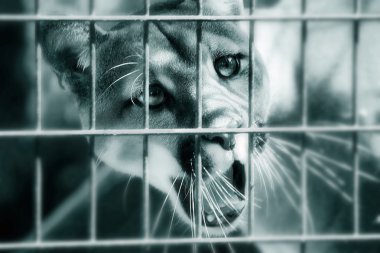 Cougar Behind Bars clipart