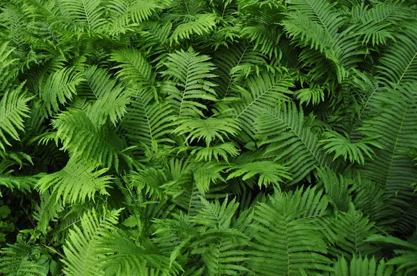 stock image Ferns