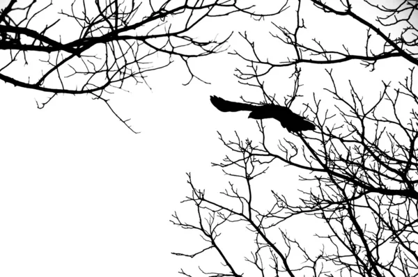 Птица летит — стоковое фото