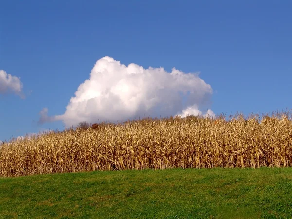Campo de maíz con nube —  Fotos de Stock