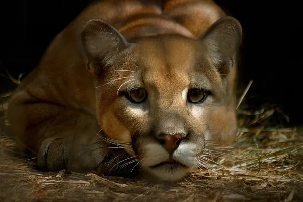 Πρόσωπο του cougar — Φωτογραφία Αρχείου