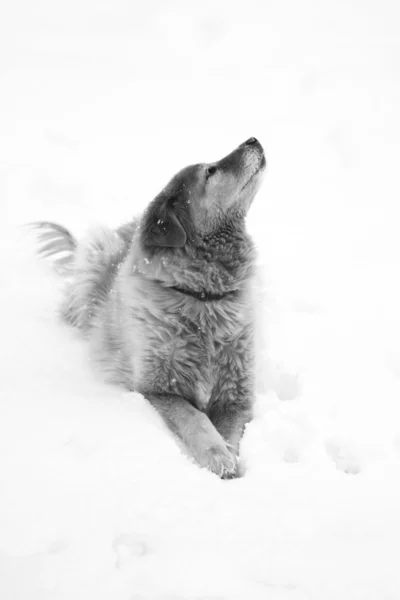 Sníh pes — Stock fotografie