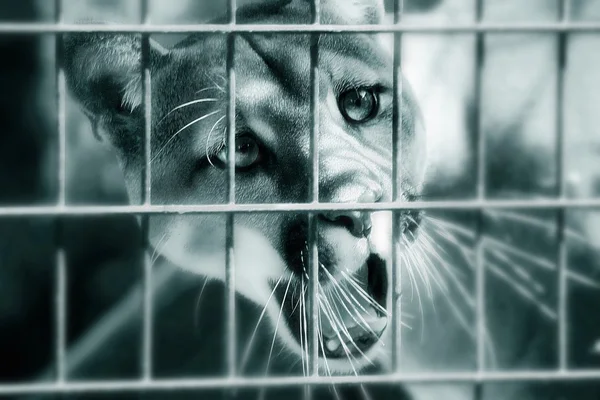 Cougar Behind Bars — Stock Photo, Image
