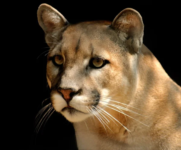 Cougar animal Stock Photos, Royalty Free Cougar animal Images |  Depositphotos