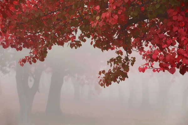 Mlhavé ráno podzimní stromy — Stock fotografie
