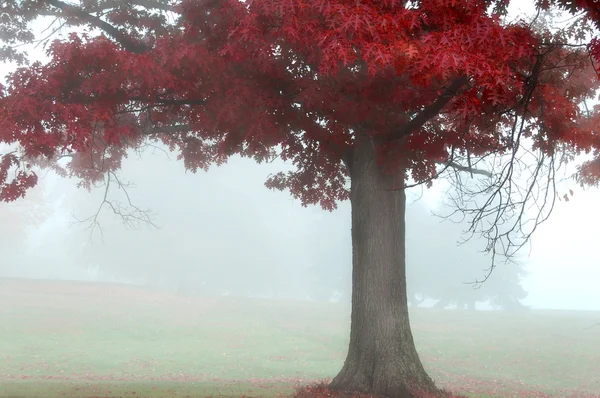Sisli sonbahar sabahı ağaçlar — Stok fotoğraf