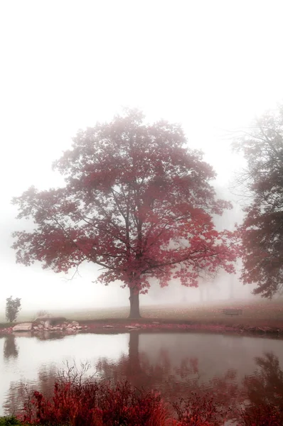 Misty árboles de la mañana de otoño —  Fotos de Stock