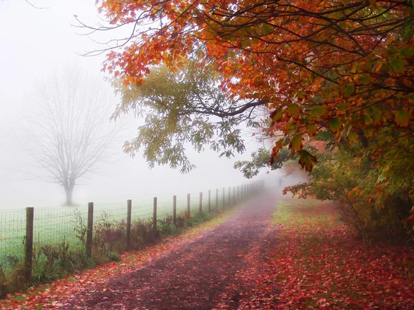 Misty árboles de la mañana de otoño — Foto de Stock