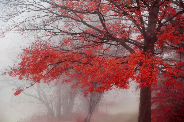 Misty Autumn Morning Trees — Stock Photo, Image