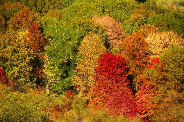 Herbststernhaufen — Stockfoto