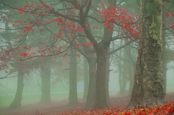 Misty árboles de la mañana de otoño —  Fotos de Stock