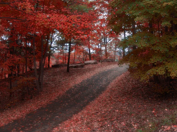 秋の栄光 — ストック写真