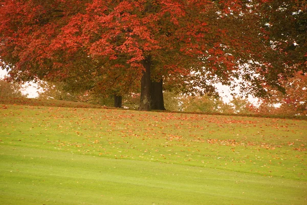 Herbst im Land — Stockfoto